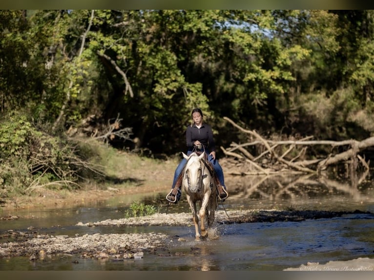 American Quarter Horse Gelding 8 years 14 hh Palomino in Auburn