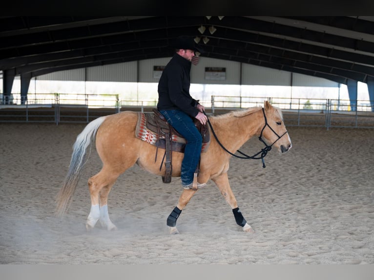 American Quarter Horse Gelding 8 years 14 hh Palomino in Middletown, OH