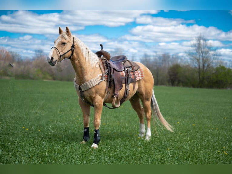 American Quarter Horse Gelding 8 years 14 hh Palomino in Middletown, OH
