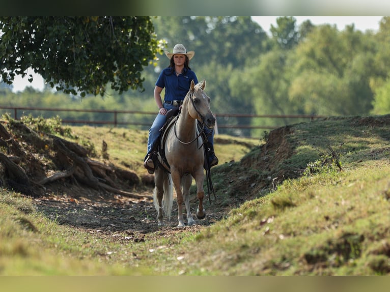 American Quarter Horse Gelding 8 years 14 hh Palomino in Joshua