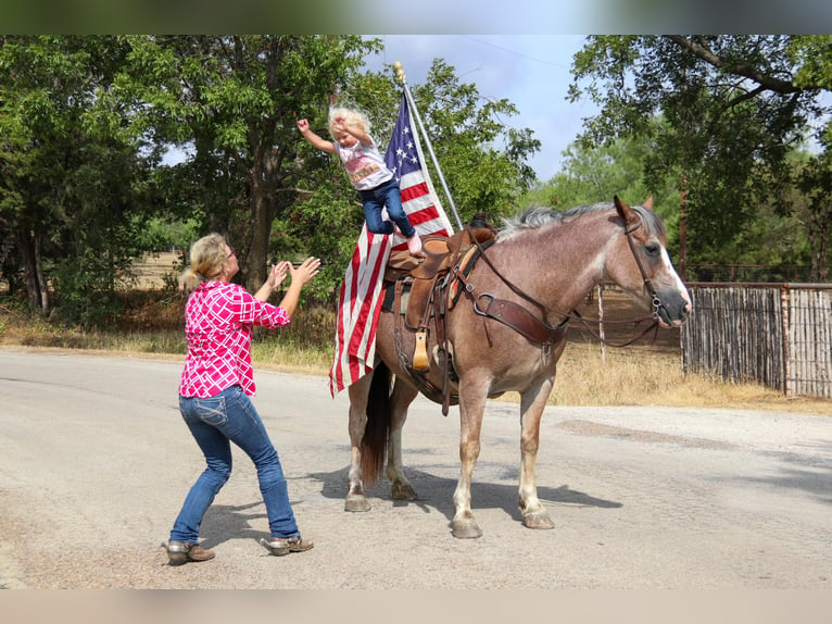 American Quarter Horse Gelding 8 years 14 hh Roan-Bay in Cleburne TX