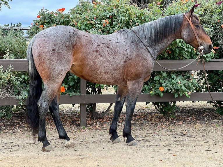 American Quarter Horse Gelding 8 years 14 hh Roan-Bay in Paicines CA