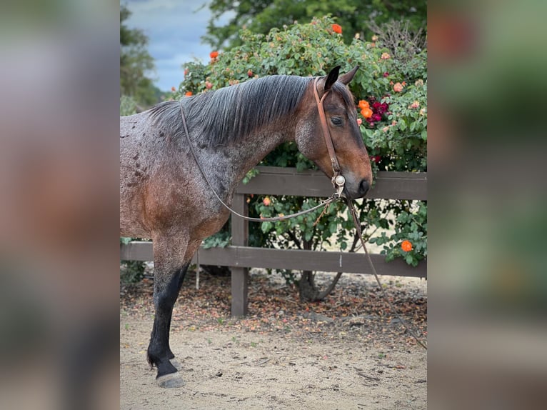 American Quarter Horse Gelding 8 years 14 hh Roan-Bay in Paicines CA