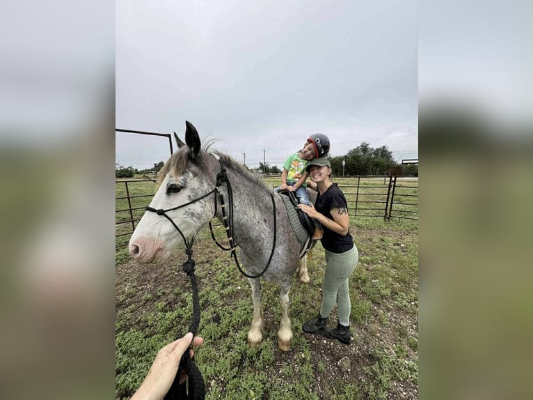 American Quarter Horse Gelding 8 years 14 hh Roan-Blue in Stephenville TX