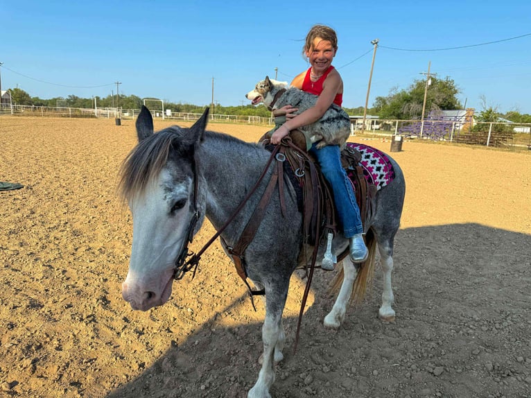 American Quarter Horse Gelding 8 years 14 hh Roan-Blue in Stephenville TX