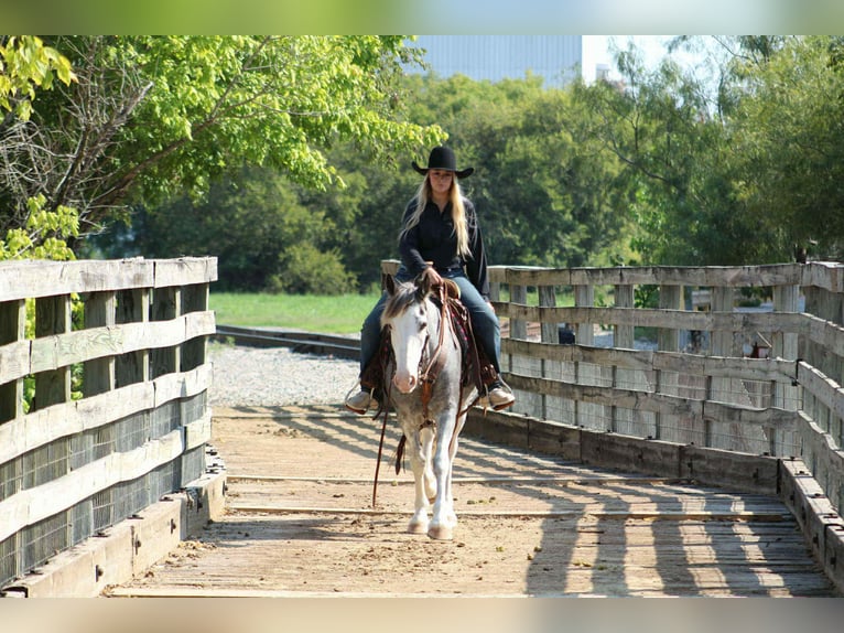 American Quarter Horse Gelding 8 years 14 hh Roan-Blue in Stephenville TX