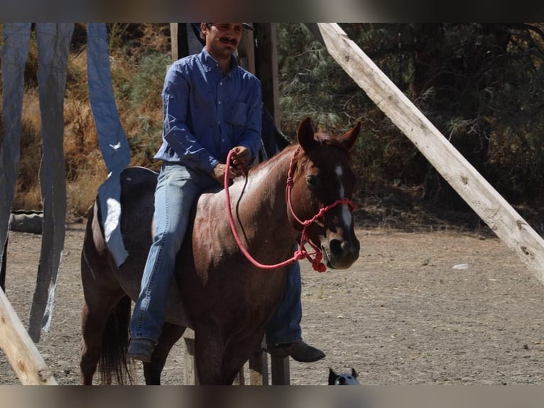 American Quarter Horse Gelding 8 years 14 hh Roan-Red in Paicines, CA