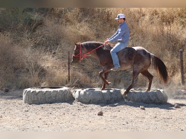 American Quarter Horse Gelding 8 years 14 hh Roan-Red in Paicines, CA