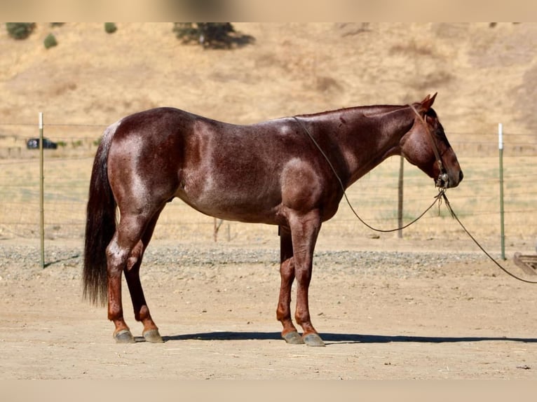 American Quarter Horse Gelding 8 years 14 hh Roan-Red in Paicines, CA