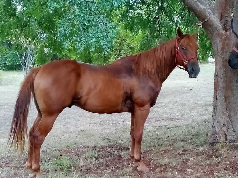 American Quarter Horse Gelding 8 years 14 hh Sorrel in Lexington, Oklahoma