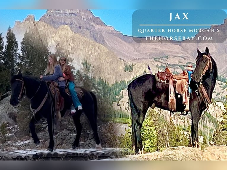 American Quarter Horse Mix Gelding 8 years 14,1 hh Black in Cody, WY