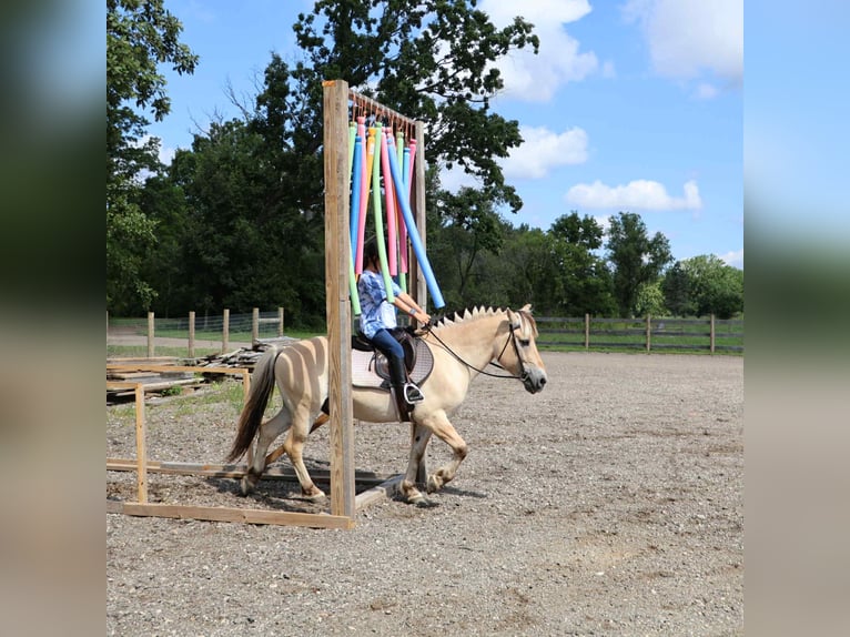 American Quarter Horse Gelding 8 years 14,1 hh Buckskin in Howell, MI