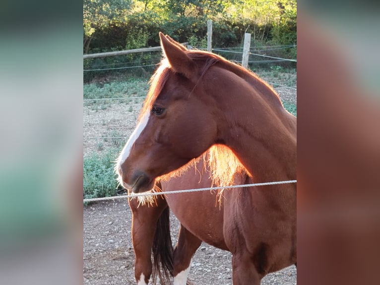 American Quarter Horse Gelding 8 years 14,1 hh Chestnut-Red in Capestrano
