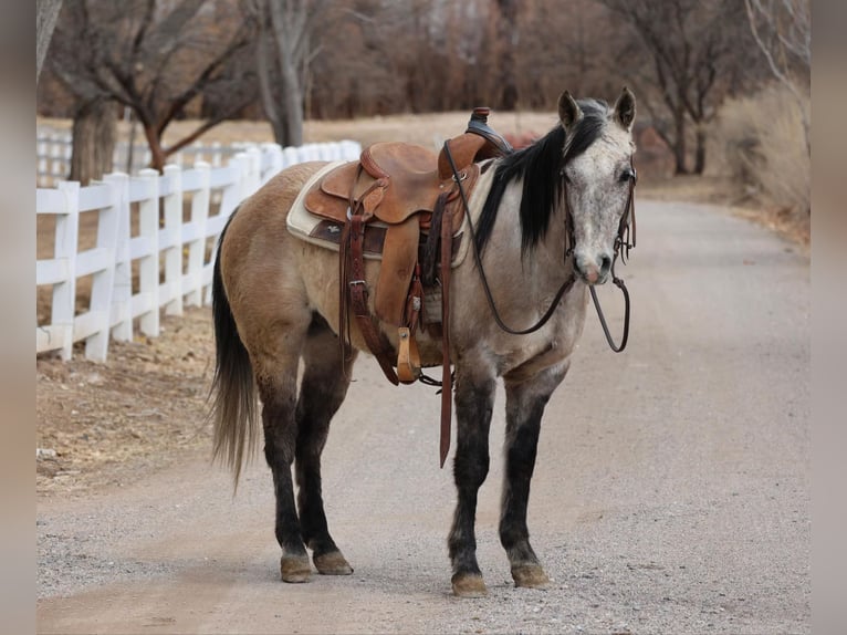 American Quarter Horse Gelding 8 years 14,1 hh Gray in Camp Verde AZ