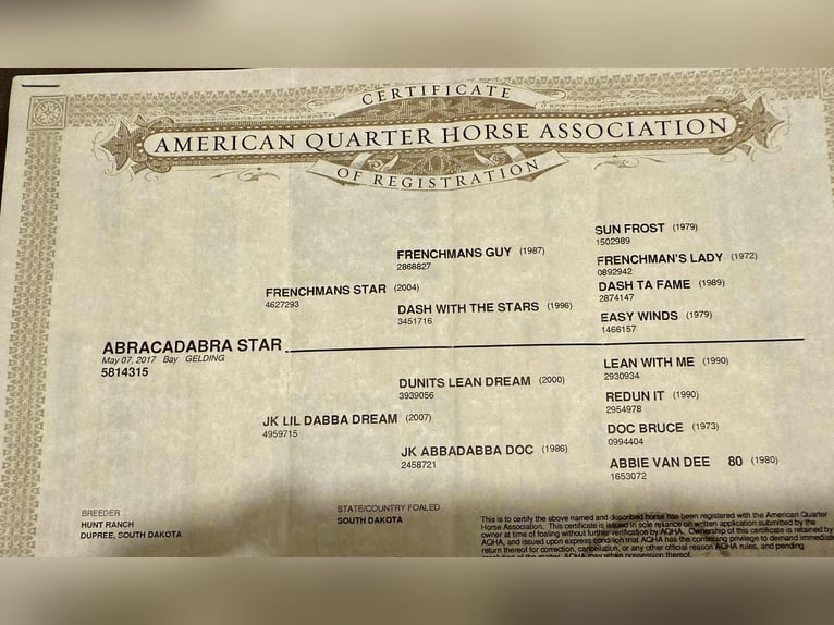American Quarter Horse Gelding 8 years 14,2 hh Bay in Stephenville TX