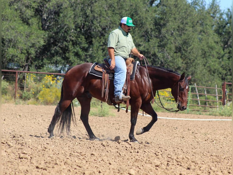 American Quarter Horse Gelding 8 years 14,2 hh Bay in Stephenville TX