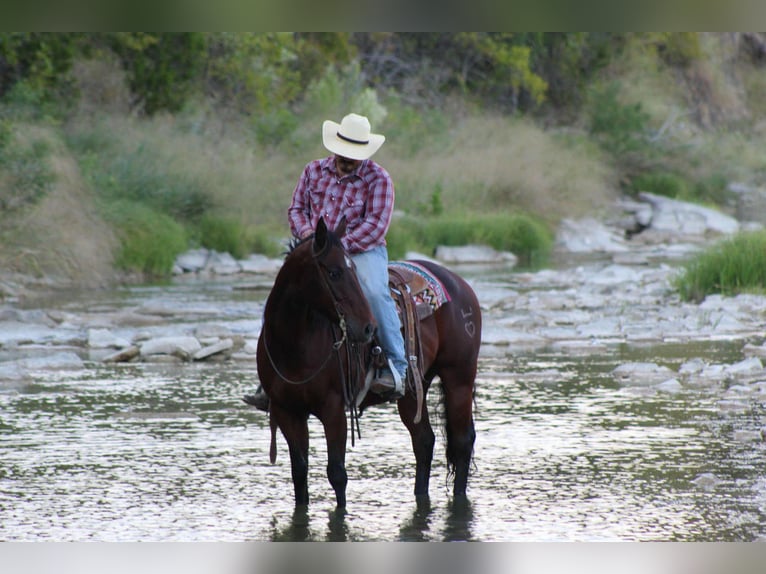 American Quarter Horse Gelding 8 years 14,2 hh Bay in Stephenville TX