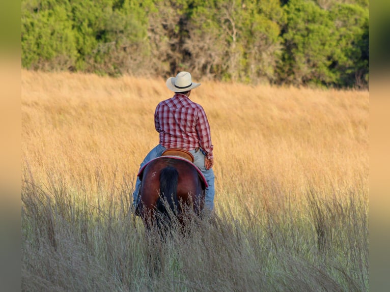 American Quarter Horse Gelding 8 years 14,2 hh Bay in Stephenville TX