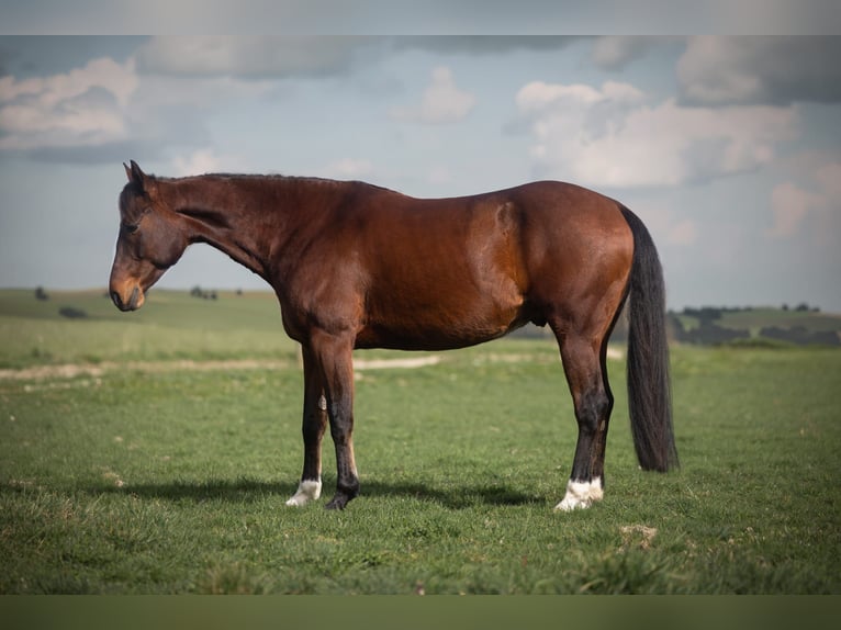 American Quarter Horse Mix Gelding 8 years 14,2 hh Brown in Nähe Trier