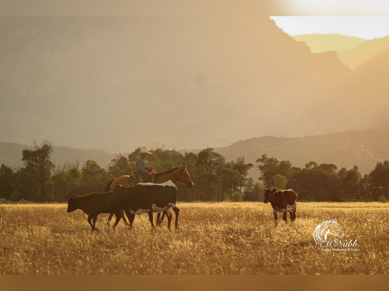 American Quarter Horse Gelding 8 years 14,2 hh Buckskin in Cody