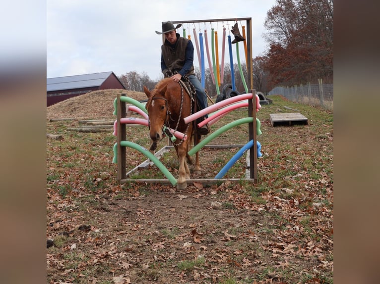 American Quarter Horse Mix Gelding 8 years 14,2 hh Chestnut in Howell