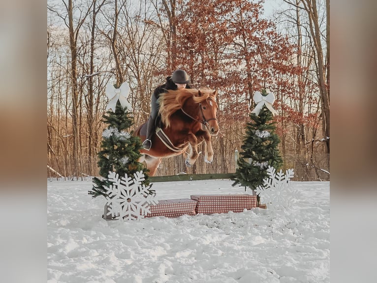 American Quarter Horse Mix Gelding 8 years 14,2 hh Chestnut in Howell