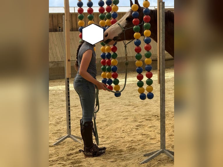 American Quarter Horse Gelding 8 years 14,2 hh Chestnut-Red in Diekrich