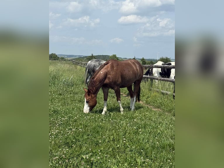 American Quarter Horse Gelding 8 years 14,2 hh Chestnut-Red in Diekrich