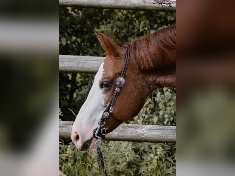 American Quarter Horse Gelding 8 years 14,2 hh Chestnut-Red in Dierkrich