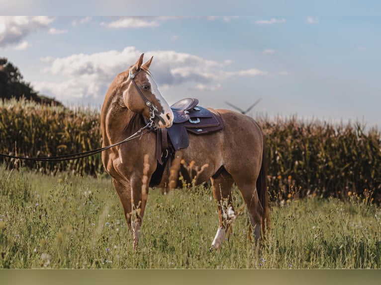 American Quarter Horse Gelding 8 years 14,2 hh Chestnut-Red in Dierkrich