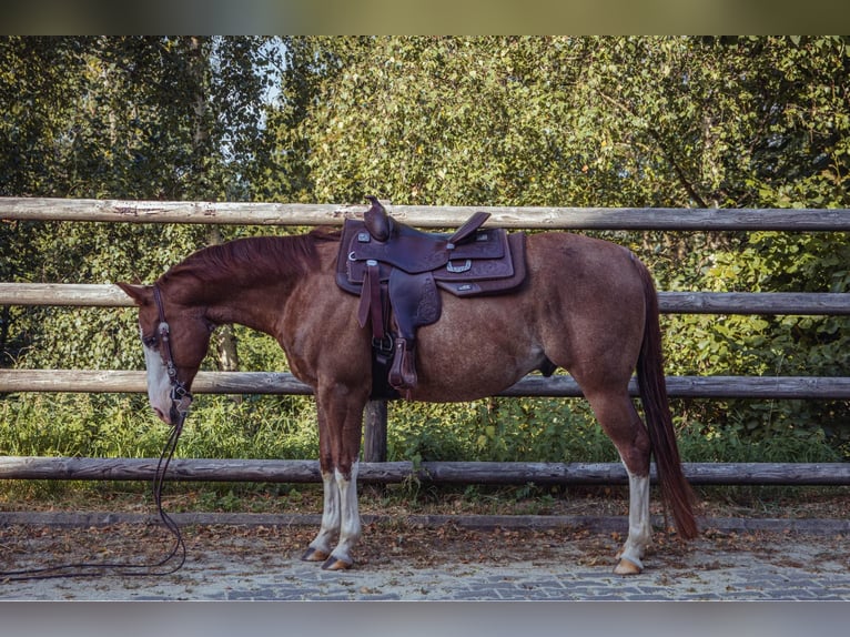 American Quarter Horse Gelding 8 years 14,2 hh Chestnut-Red in Dierkrich