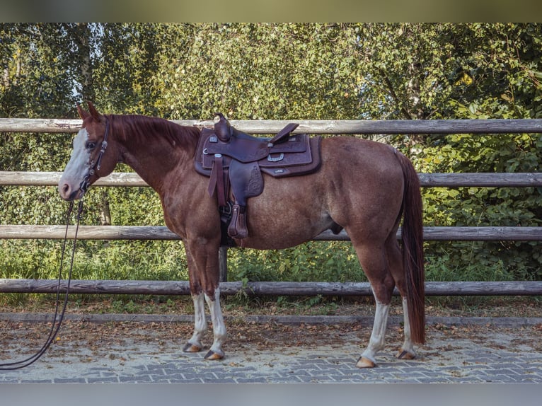 American Quarter Horse Gelding 8 years 14,2 hh Chestnut-Red in Dierkrich