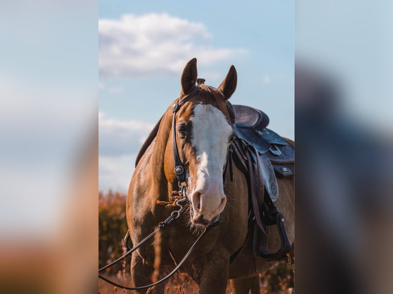 American Quarter Horse Gelding 8 years 14,2 hh Chestnut-Red in Dierkrich