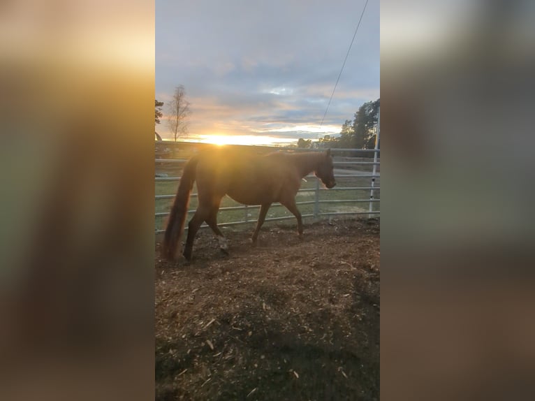 American Quarter Horse Gelding 8 years 14,2 hh Chestnut-Red in Tetenb&#xFC;ll