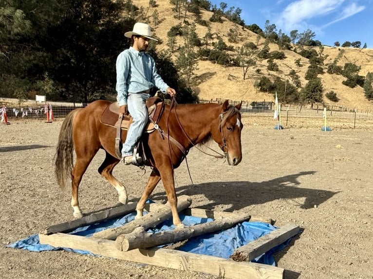 American Quarter Horse Gelding 8 years 14,2 hh Chestnut in Paicines CA
