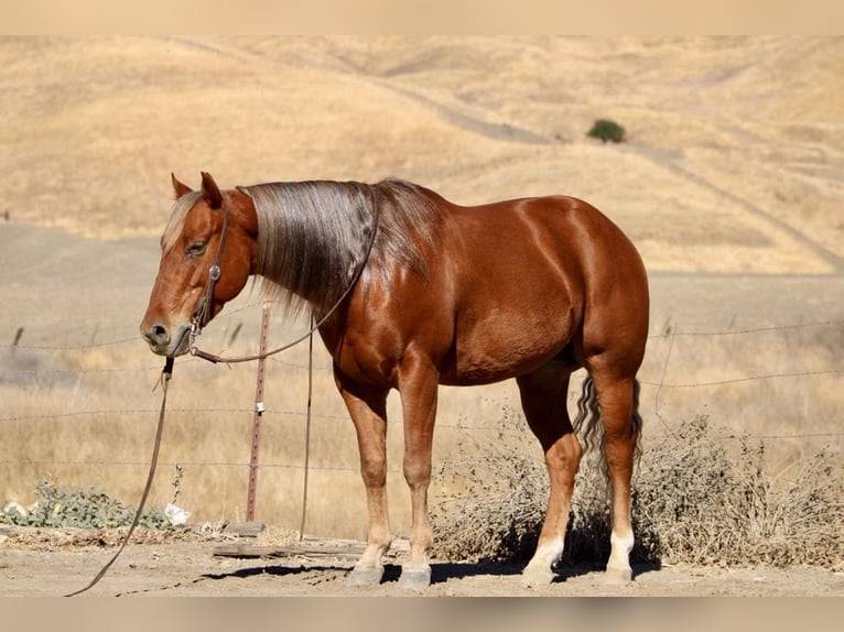 American Quarter Horse Gelding 8 years 14,2 hh Chestnut in Paicines CA