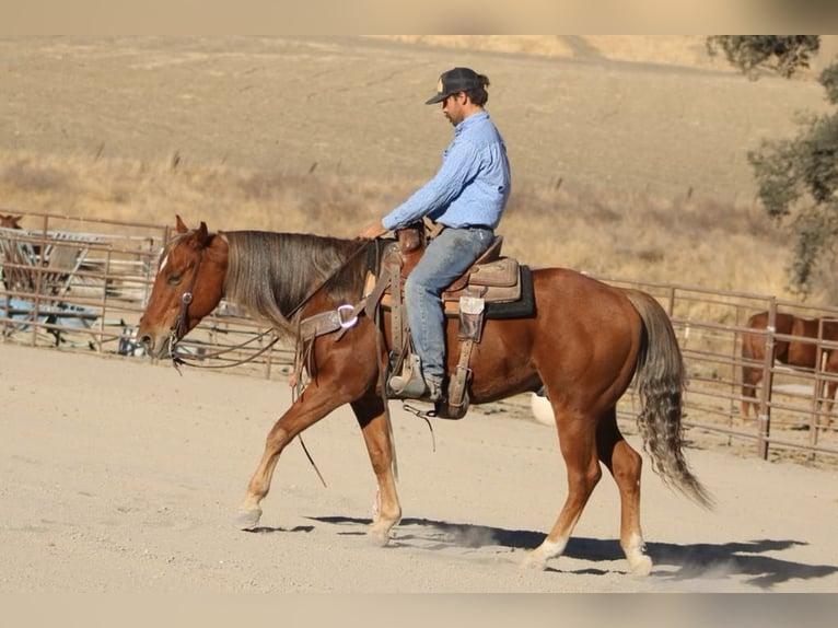 American Quarter Horse Gelding 8 years 14,2 hh Chestnut in Paicines CA