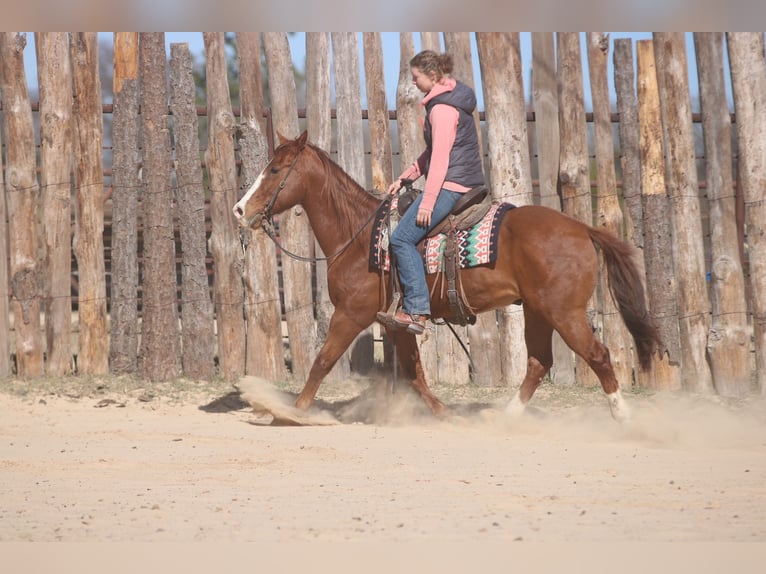American Quarter Horse Gelding 8 years 14,2 hh Chestnut in Athens