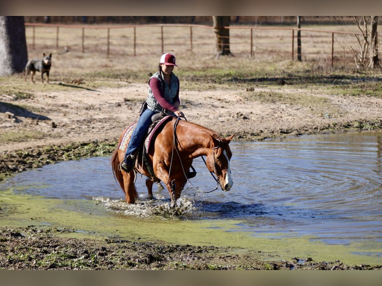 American Quarter Horse Gelding 8 years 14,2 hh Chestnut in Athens