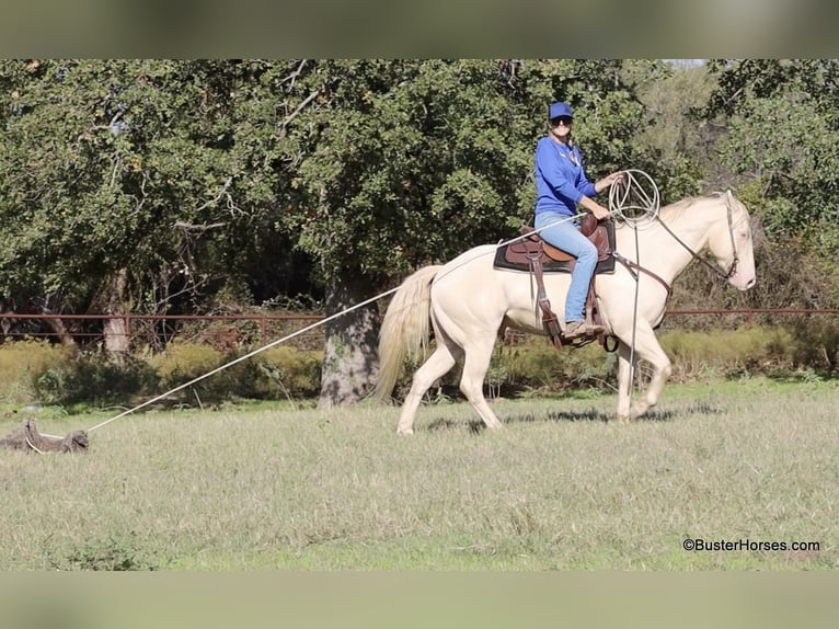 American Quarter Horse Gelding 8 years 14,2 hh Cremello in Weatherford TX