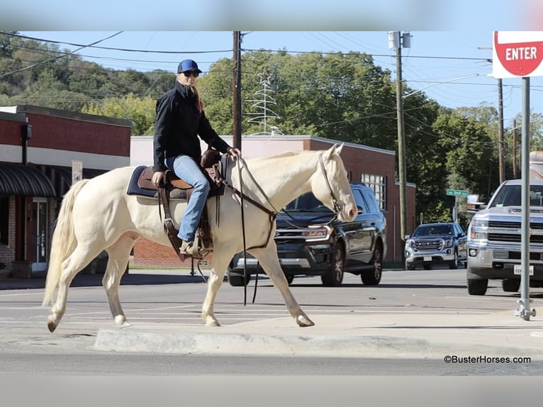 American Quarter Horse Gelding 8 years 14,2 hh Cremello in Weatherford TX