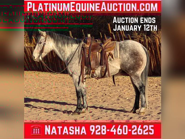 American Quarter Horse Gelding 8 years 14,2 hh Grey in Camp Verde,, AZ