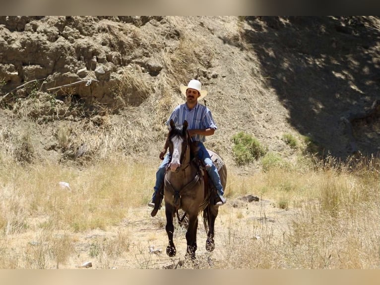 American Quarter Horse Gelding 8 years 14,2 hh Grullo in Paicines CA