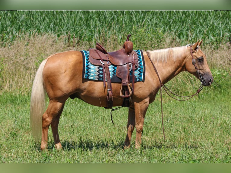 American Quarter Horse Gelding 8 years 14,2 hh Palomino in Henderson