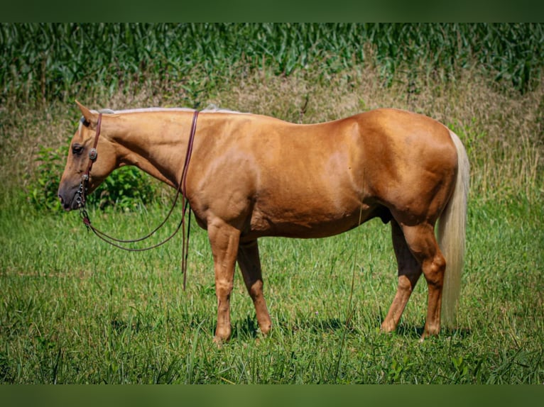 American Quarter Horse Gelding 8 years 14,2 hh Palomino in Henderson