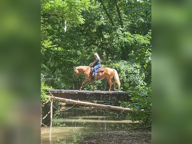 American Quarter Horse Gelding 8 years 14,2 hh Palomino in Henderson