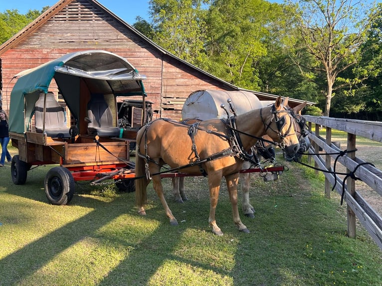 American Quarter Horse Gelding 8 years 14,2 hh Palomino in Henderson