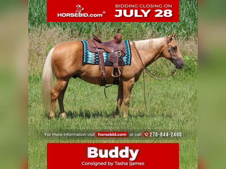 American Quarter Horse Gelding 8 years 14,2 hh Palomino in Henderson