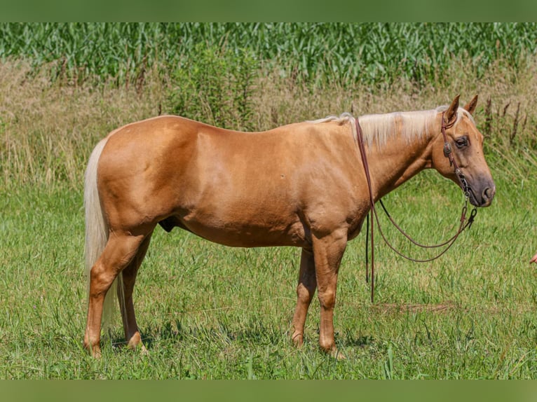 American Quarter Horse Gelding 8 years 14,2 hh Palomino in Henderson