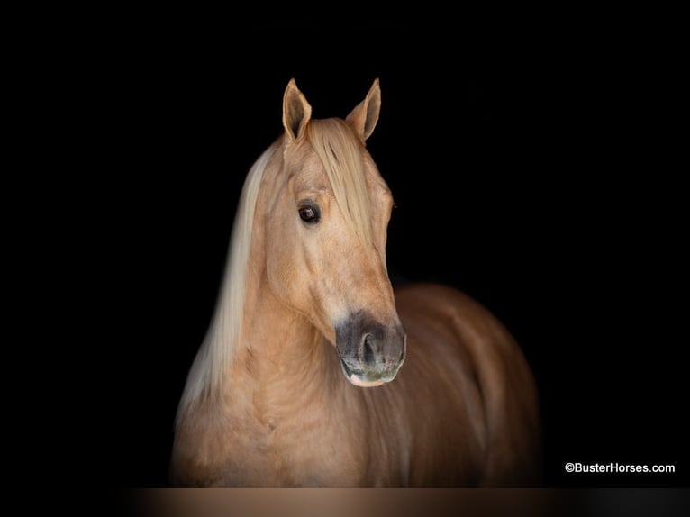 American Quarter Horse Gelding 8 years 14,2 hh Palomino in Weatherford TX